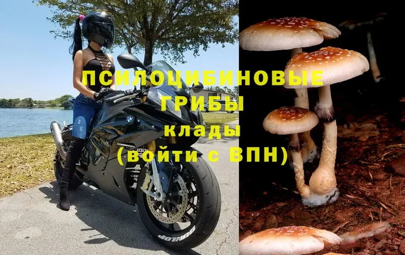 Псилоцибиновые грибы мицелий  Камешково 